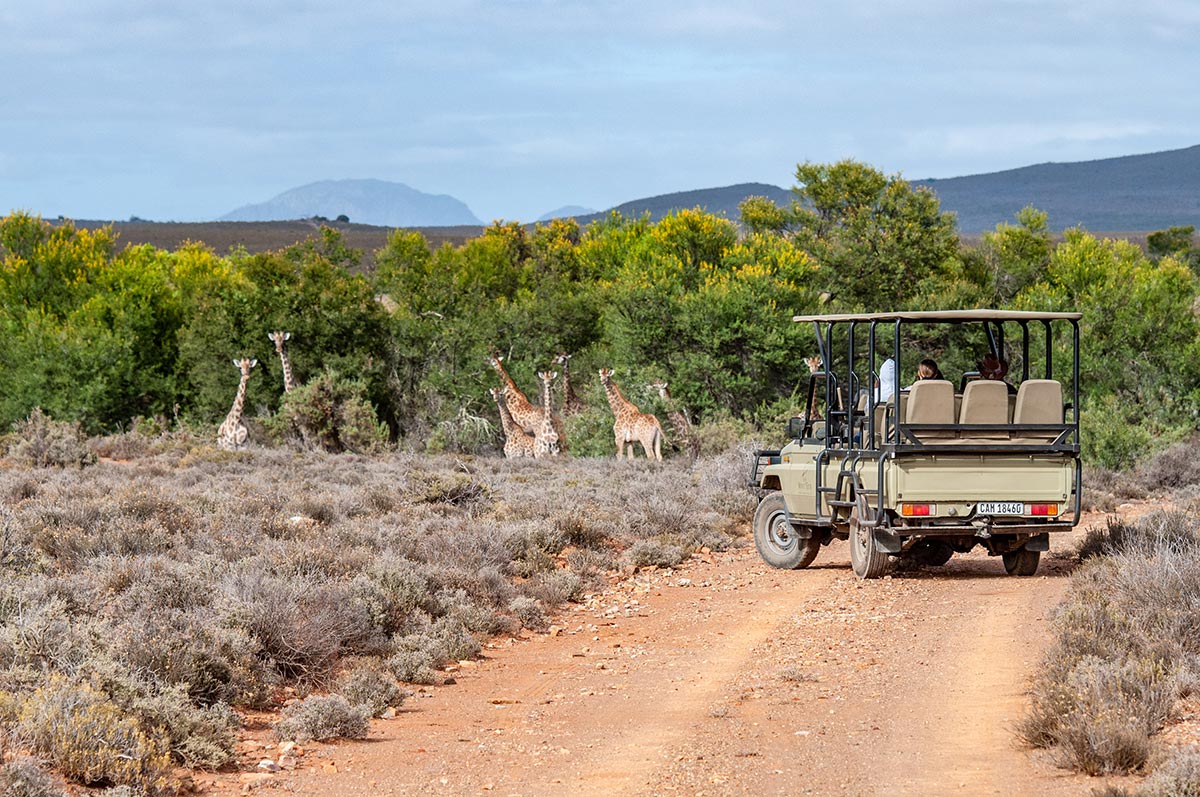 Cape Town Safari Day Trip R62 Adventure Tours Cape Town Safari Day Trip R62 Adventure Tours